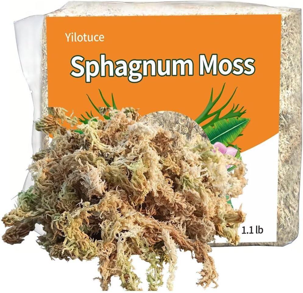 Sphagnum Moos, 500 g spaghnummoss für Orchideen, Gutes Kultursubstrat für Orc...